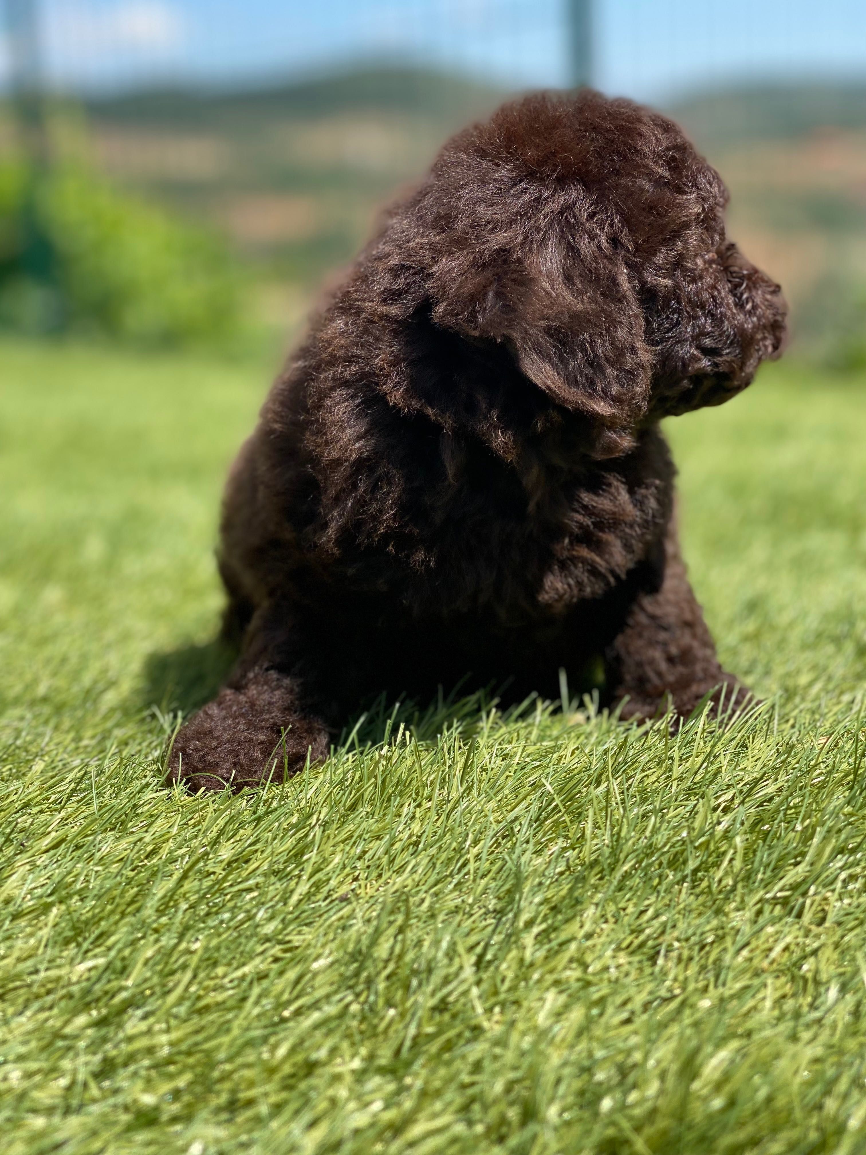 Lindo puppy de poodle toy procura novo dono!!!
