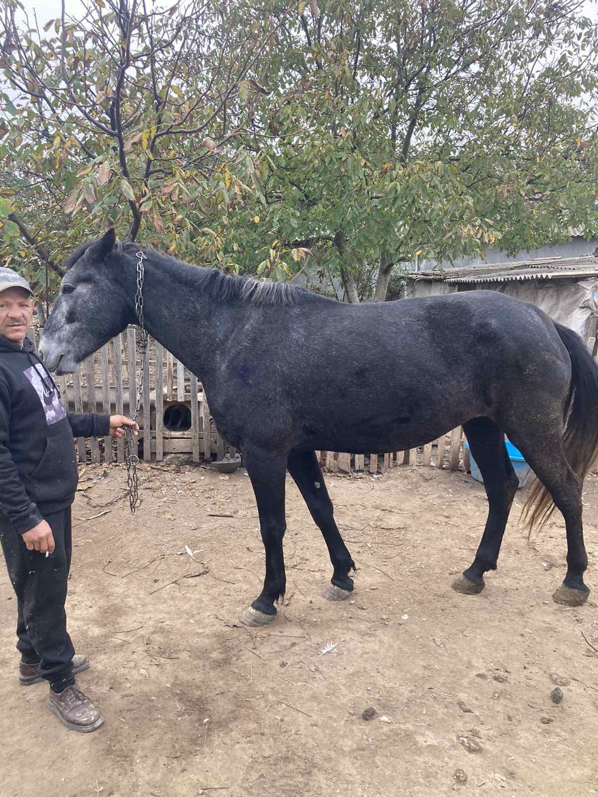 Продам молодую лошадь, цена договорная