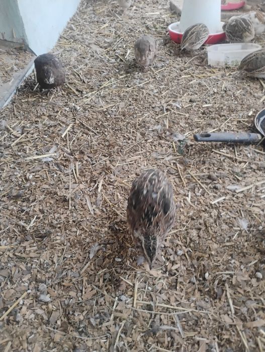 Sprawdzam przepiurki