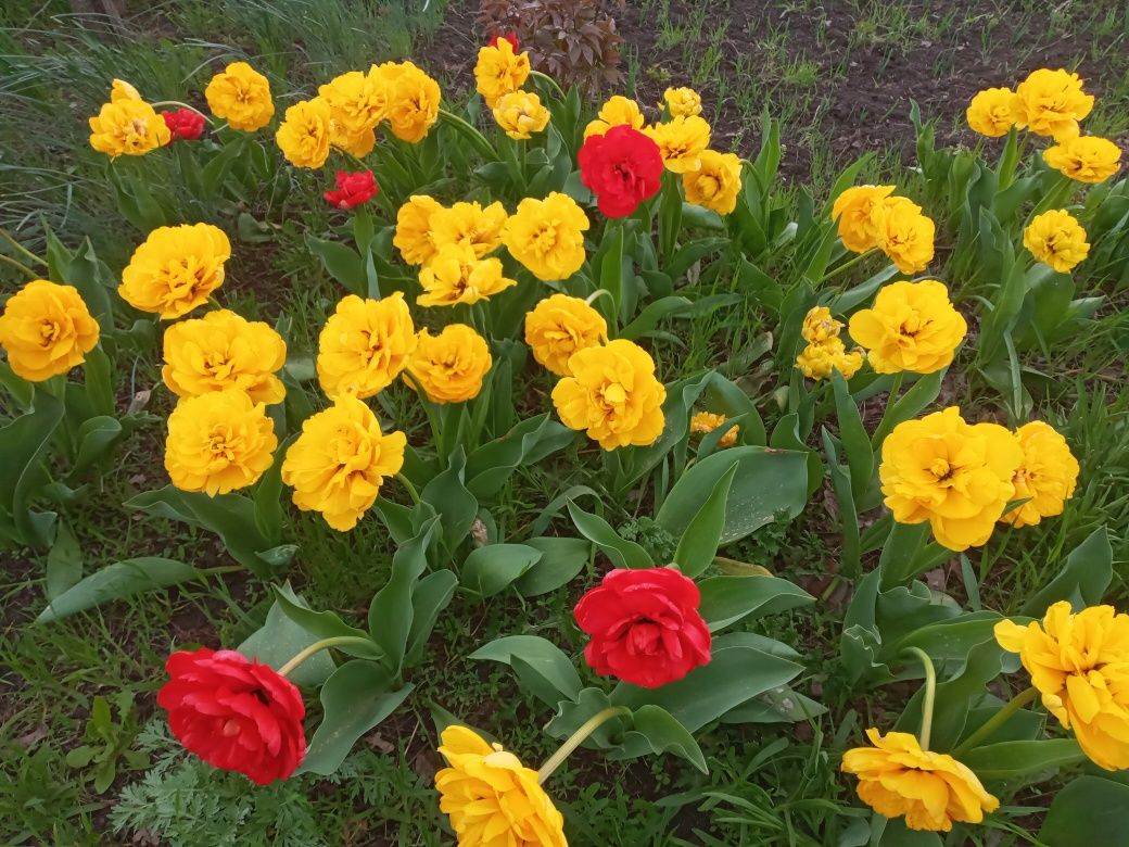 Продам дуже ранні тюльпани тюльпан ботанічний