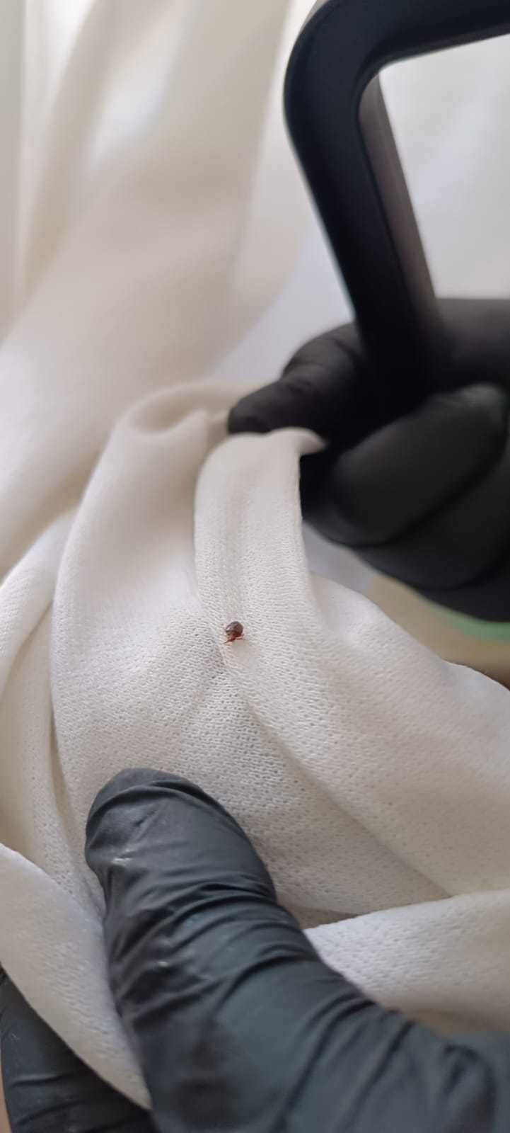 Zwalczanie Pluskiew, Karaluchów, Gniazd Os i Szerszeni