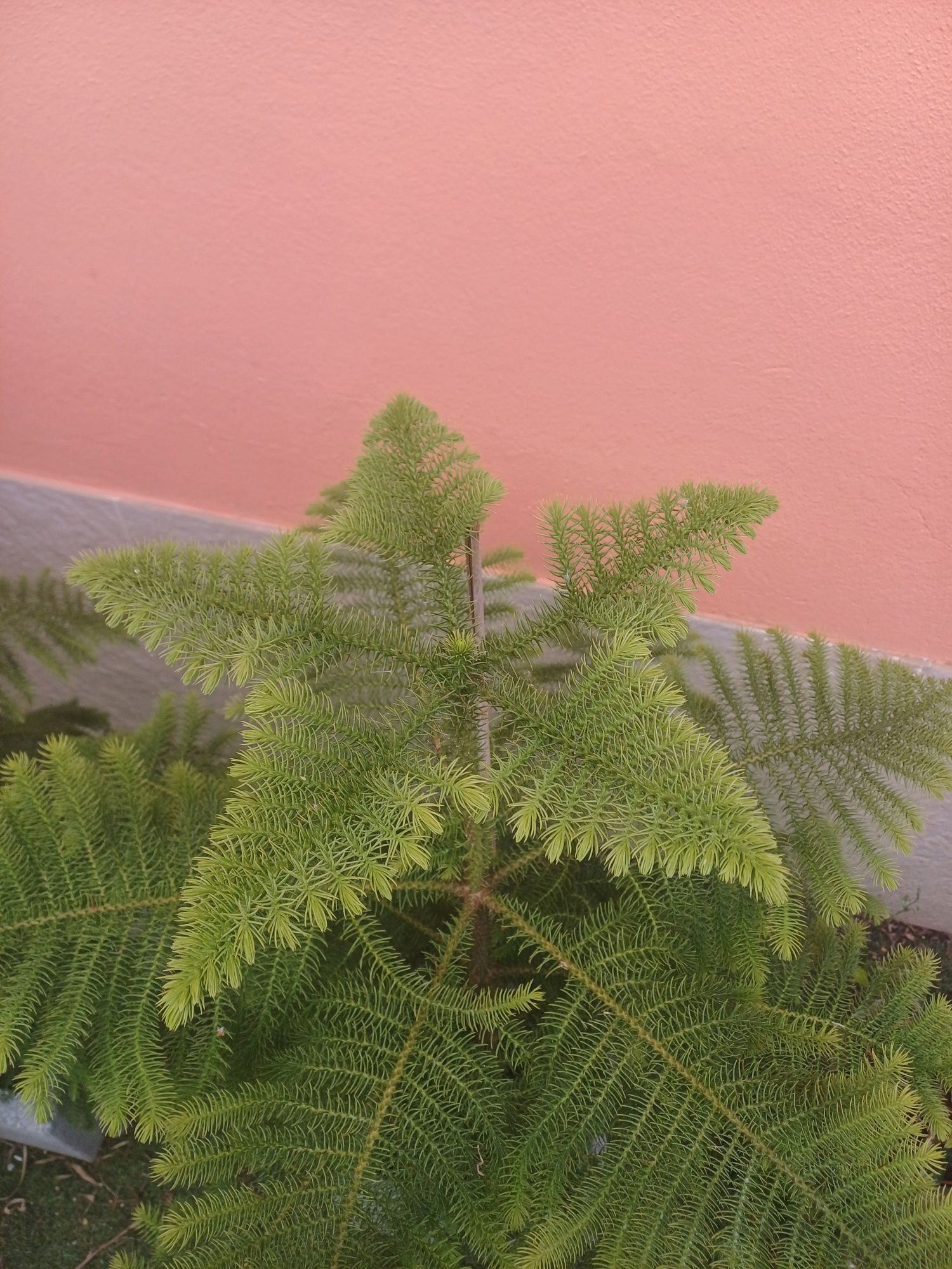 Araucaria heterophylla
