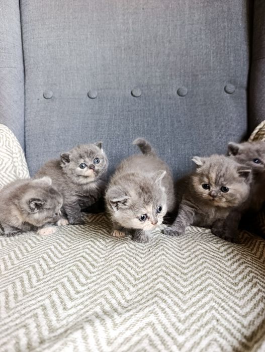 Kot brytyjski Rezerwacja Grudzień