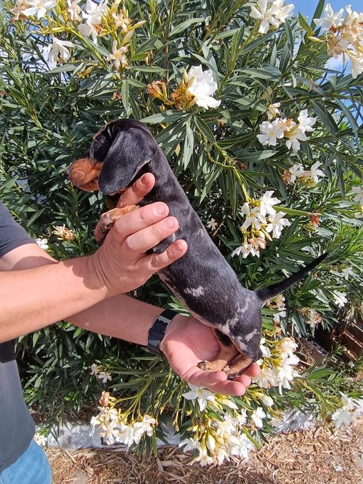 Teckel Black Merle Fêmea