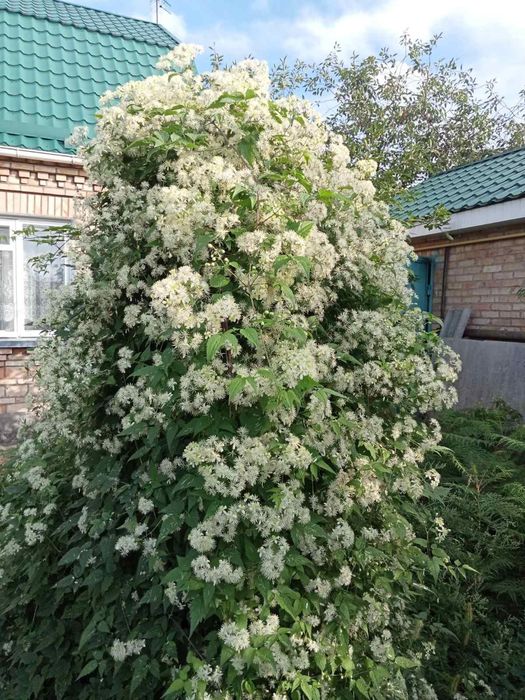 Клематис душистый (жгучий мелкоцветковый)