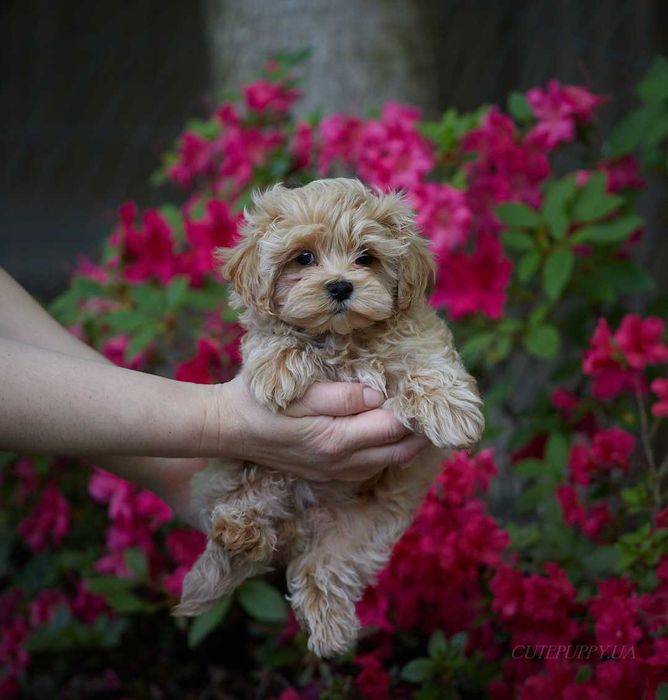 Шикарні цуценята Мальтипу - дівчата