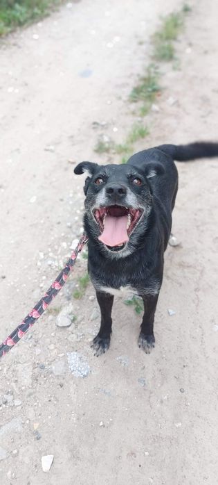 4 - latek Junior szuka domku!