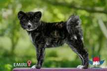 Akita Japońska akita-inu szczeniak suczka ZKwP/FCI/ AKIHO po importach