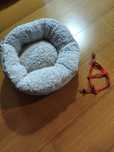 Cama e peitoral para gato pequenino