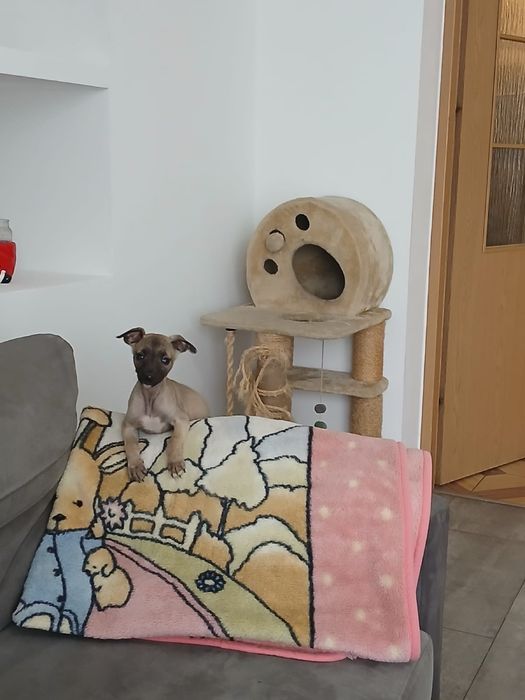 Chart Angielski Whippet śliczna suczka