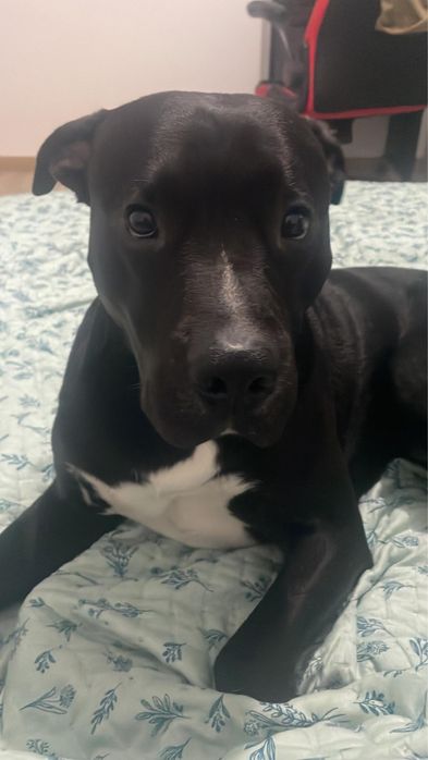 Doa um cao meiguinho