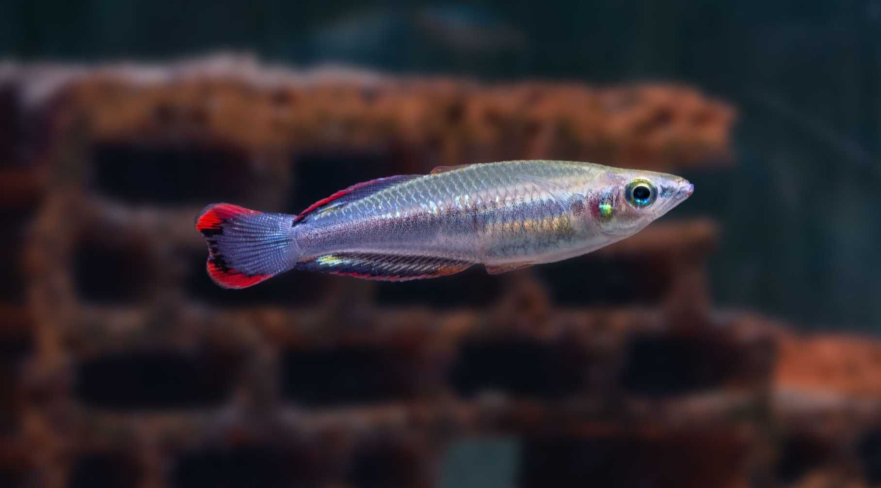 Bedocja madagaskarska - Aterynka - Bedotia geayi - dowozimy, wysyłamy