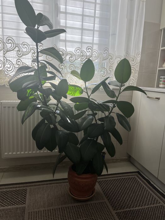 Вазон Фікус, зелений