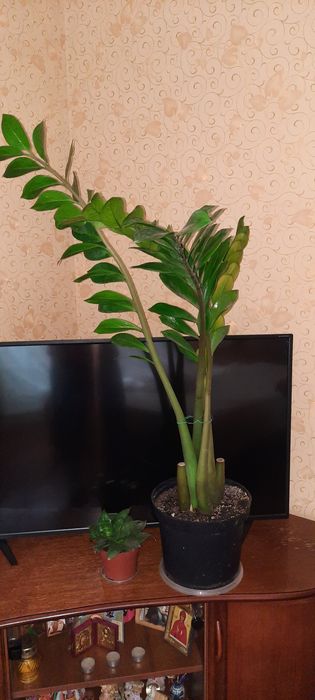 Філодендрон,монстера,драцена,заміокулькас