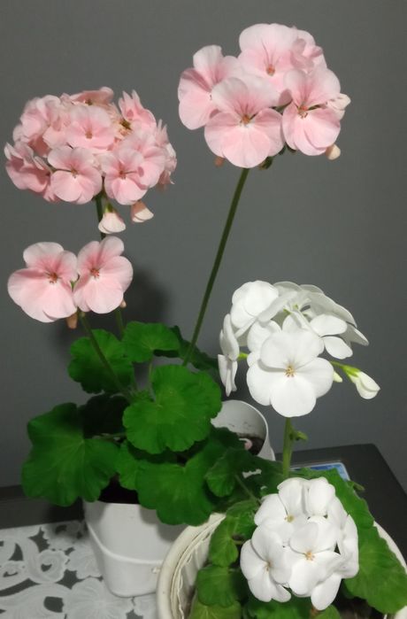 Пеларгонія, калачик, мушкателька