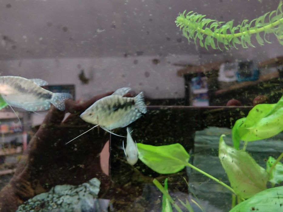 Gurami marmurkowe niebieskie około 3-5 cm