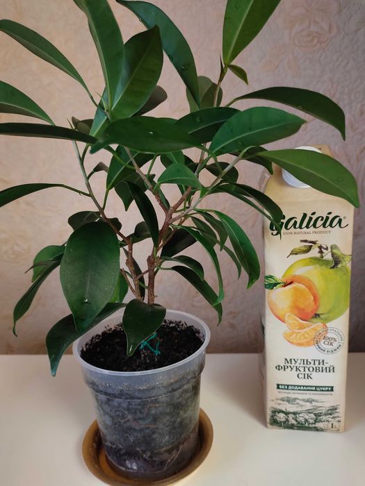 Кімнатні рослини Фікус мікрокарпа