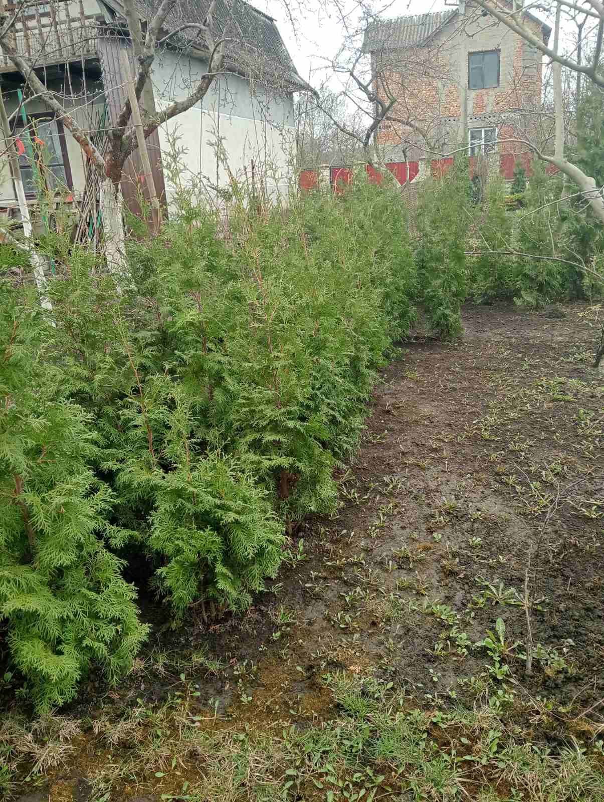 Продам туї колоновида