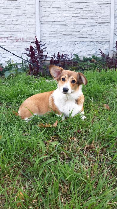 Лапотулі-лапулі коргі