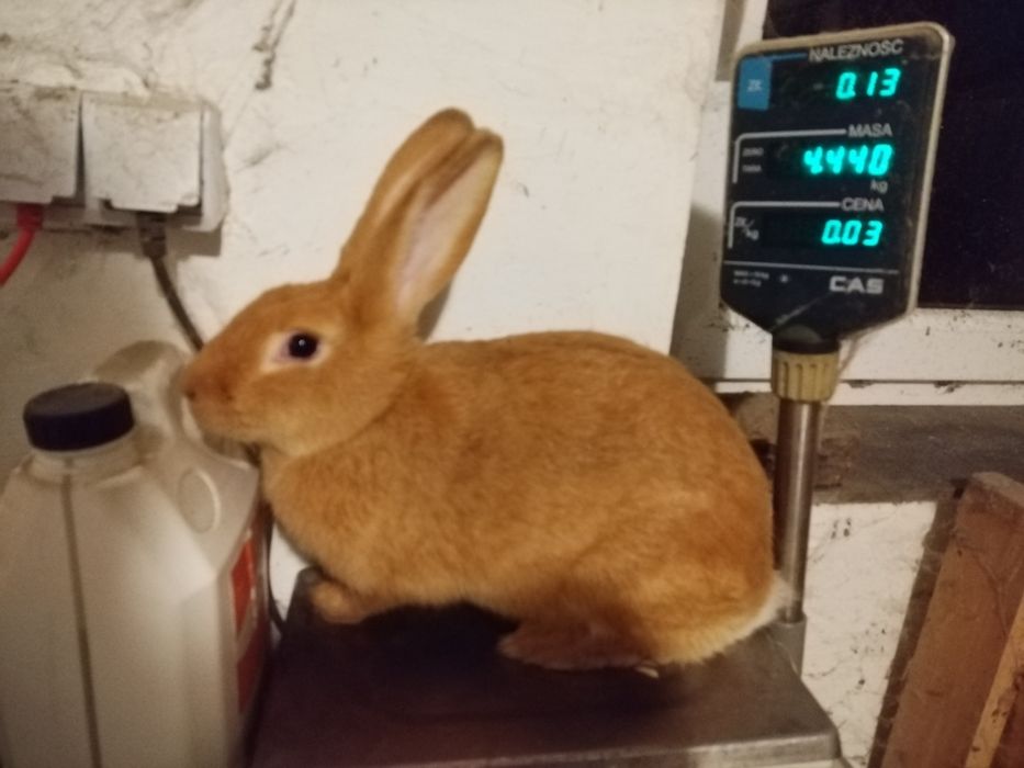 Króliki Burgundzkie