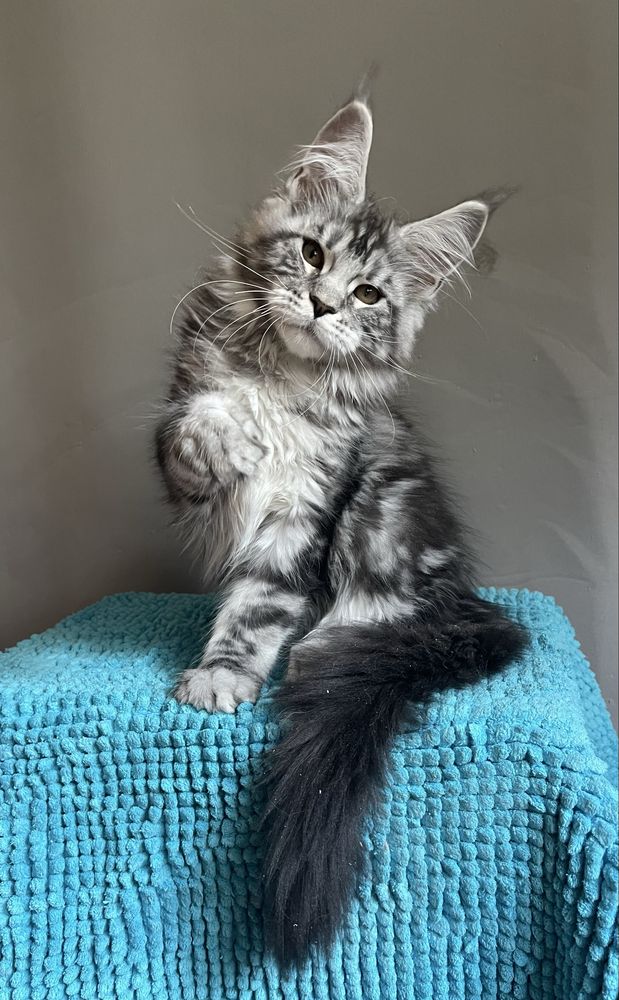 Мейн кун котенок