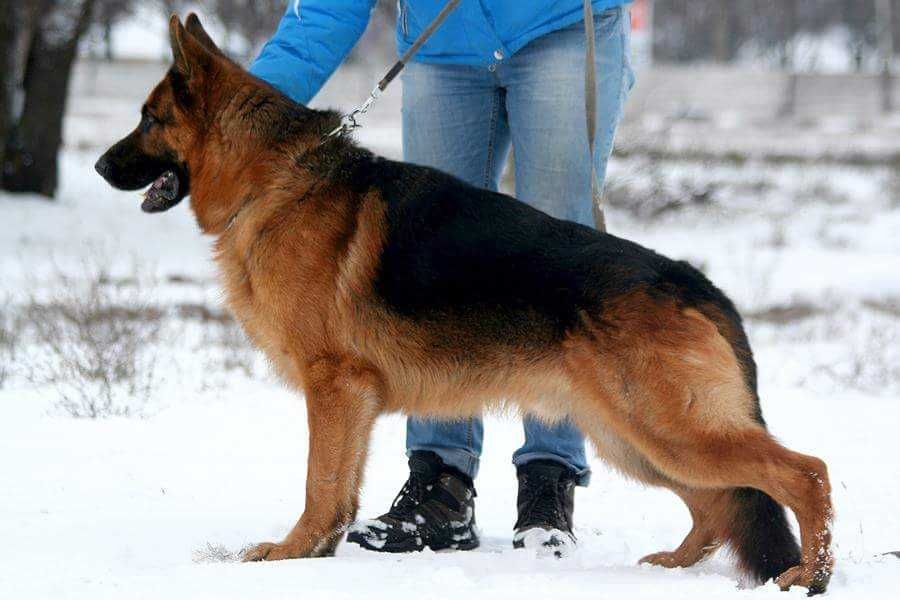 Німецька вівчарка досвідчений кобель