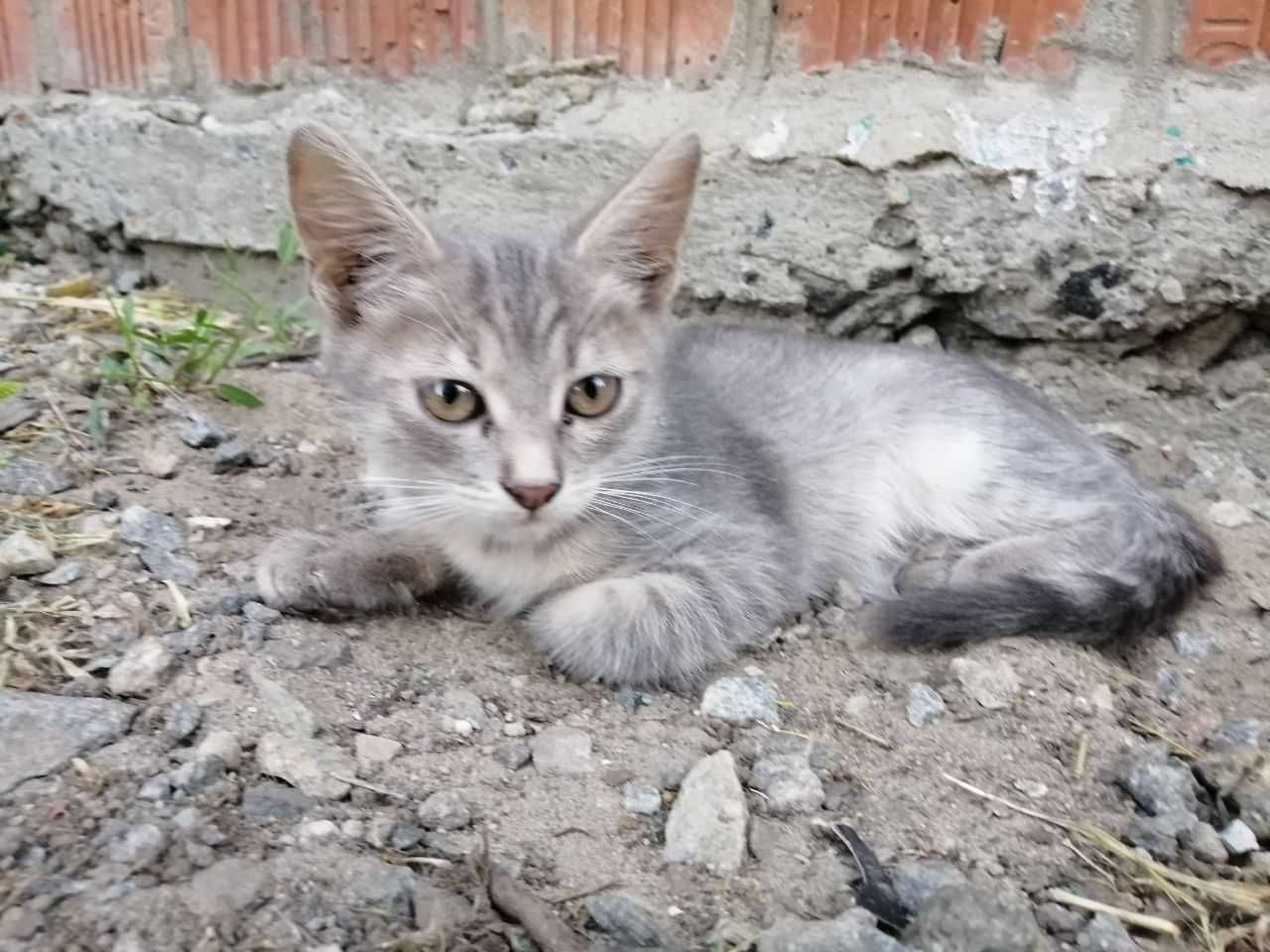 Отдам в добрые руки котят