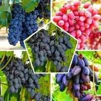 Виноград. Саджанці винограду