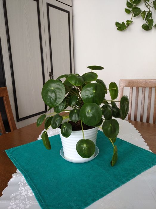 Pieniążek - Pilea