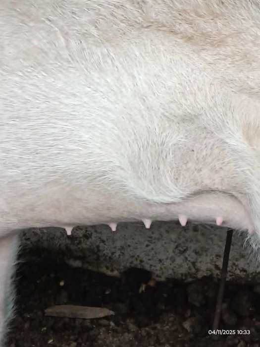 Porca Excelente Qualidade