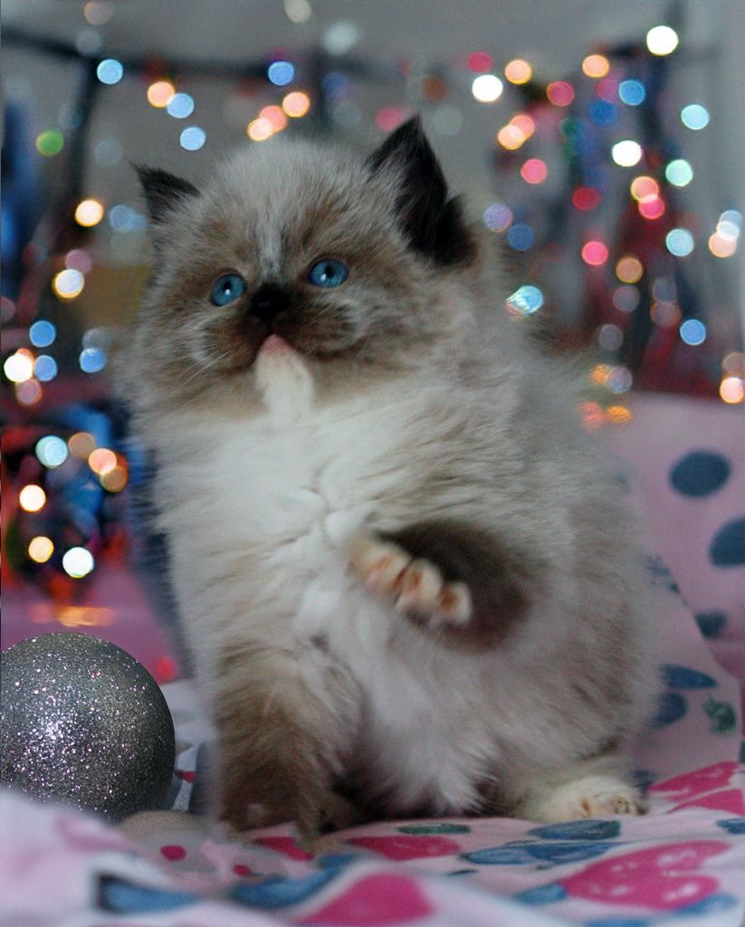 Ragdoll kotka seal mitted