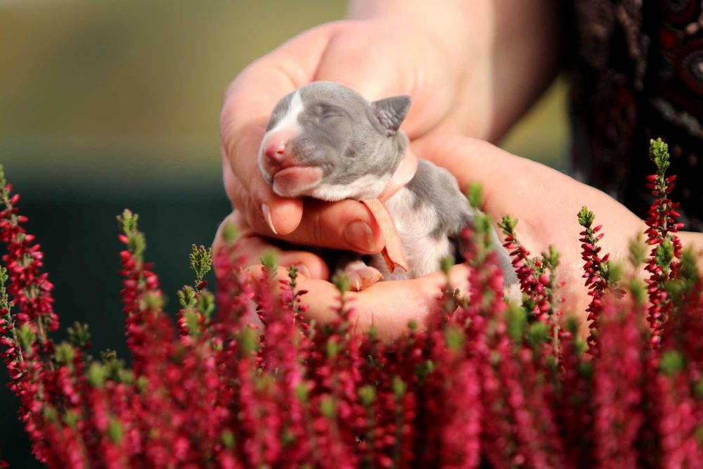 WhippetChart angielski ZKwP/FCI zjawiskowy RAFI o ekskluzywnym kolorze