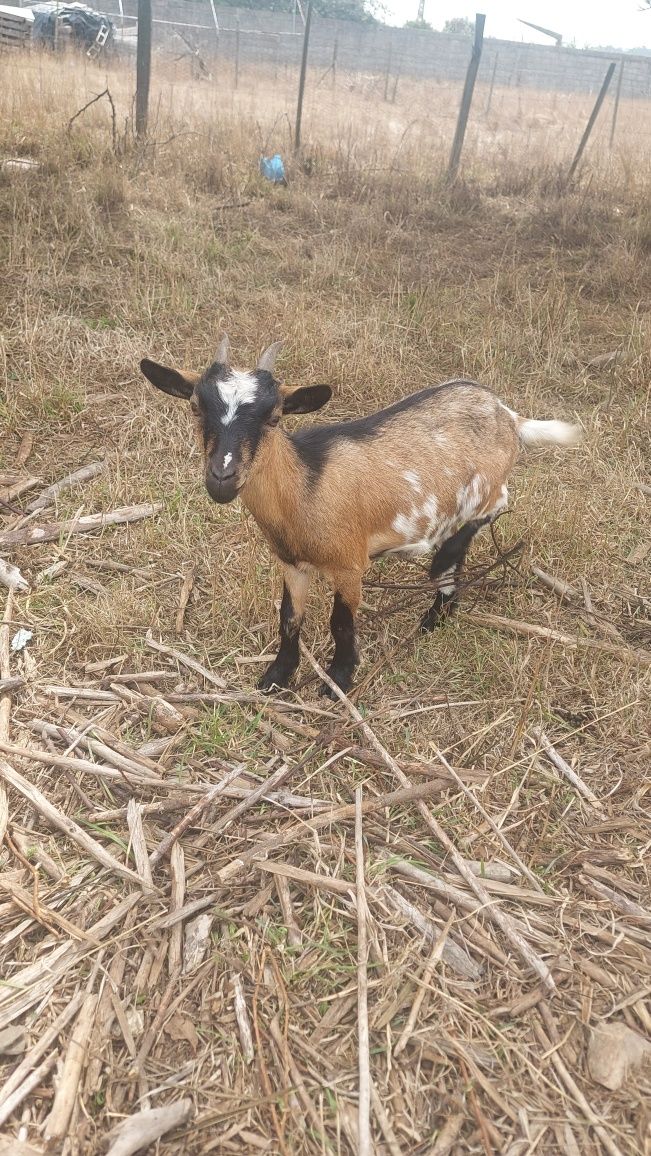 Cabrinha anã, fêmea, 9 meses