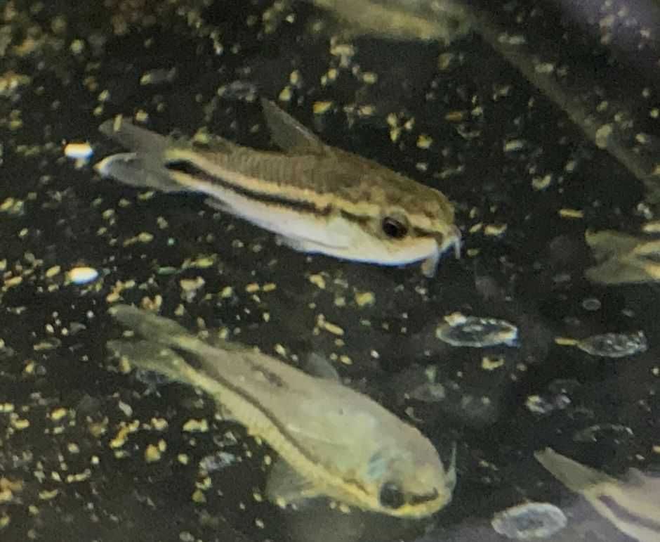 Pseudomugil furcatus,Gertrudae  - TINA ZOO ZABRZE