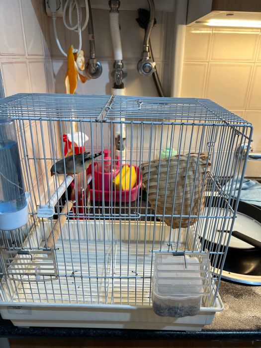 Vendo fêmea de mandarim adulta e gaiola !