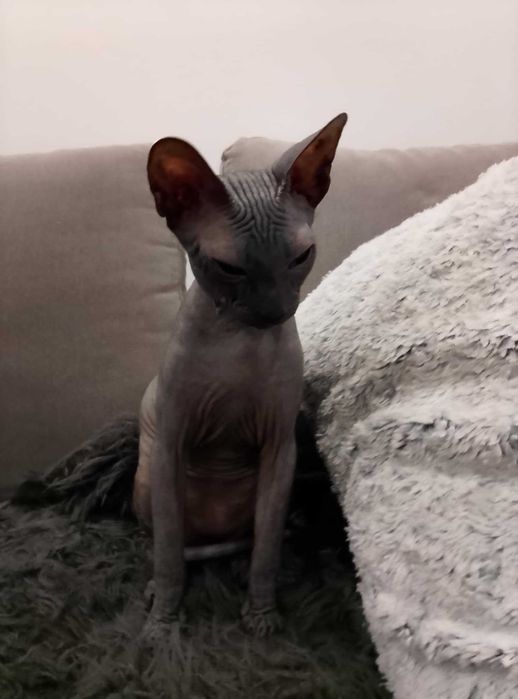 Sfinks doński - urocza niebieska kotka