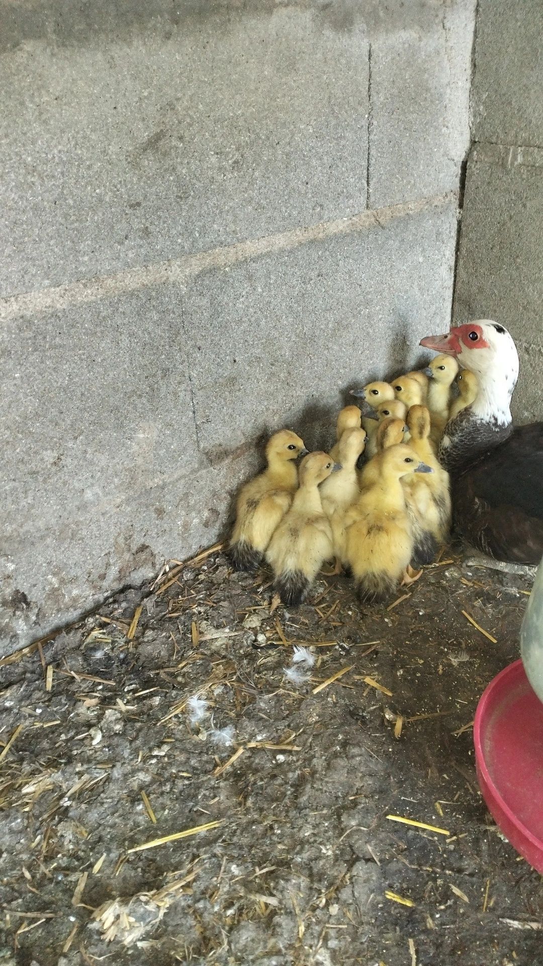 Patos mudos crias