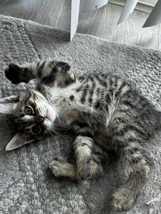 Котята Бесплатно