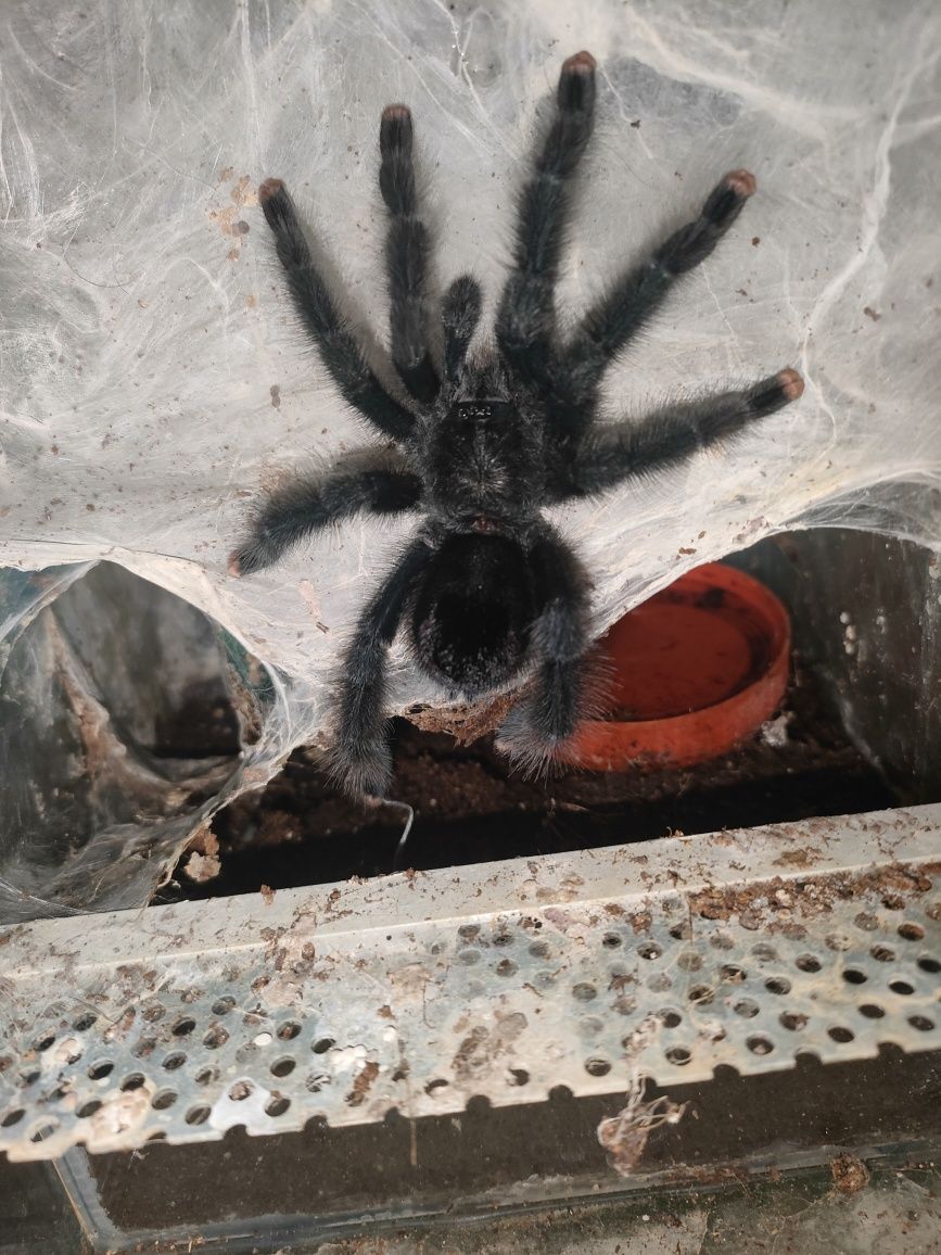 Avicularia Avicularia L1