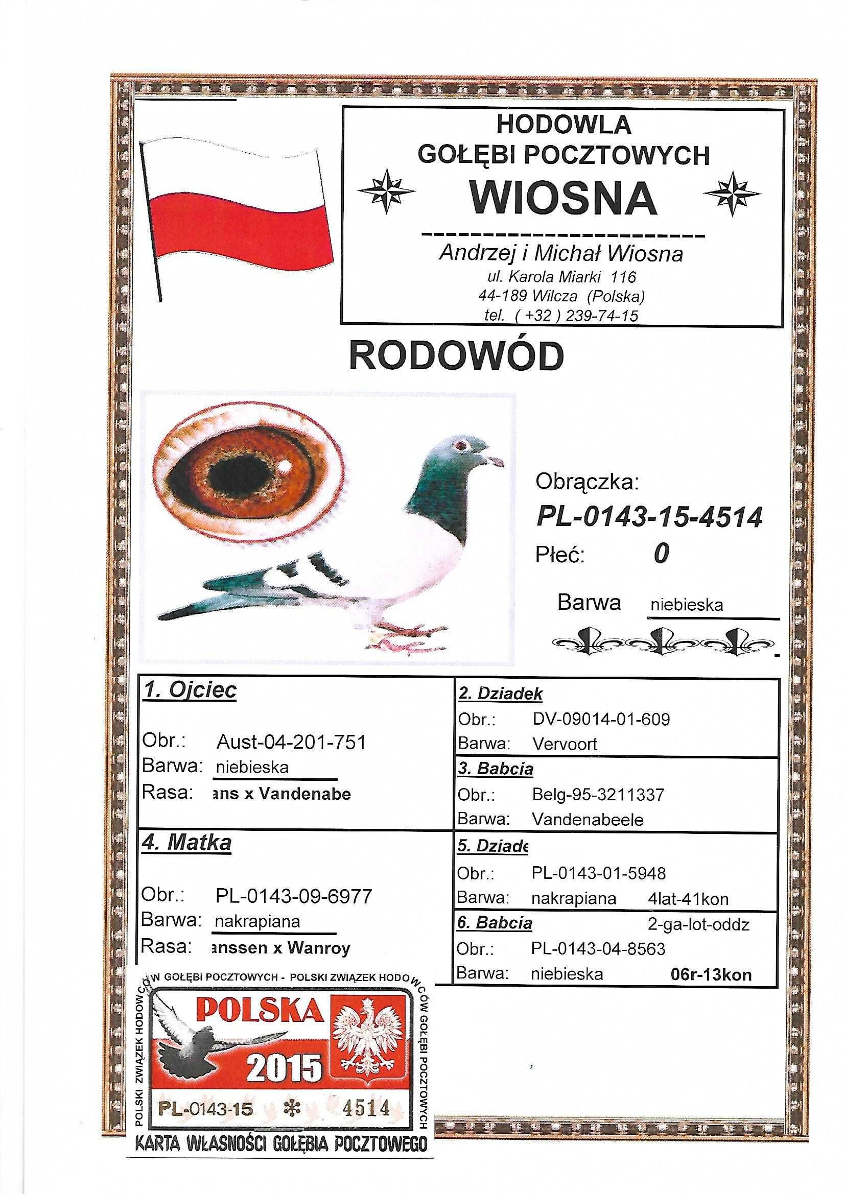Gołębie pocztowe H.HIRN x A.M.WIOSNA