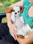 Cavalier King Charles Spaniel ZKwP FCI kpl szczepień świadectw zdrowia