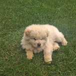 Chow chow miś z rodowodem