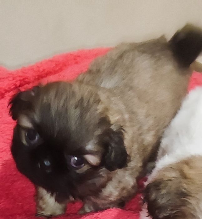 Продам песиків породи пекінес