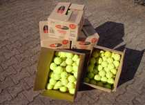 Тенісні мʼячі професійні Babolat Wison Head поштучно тенісний мяч