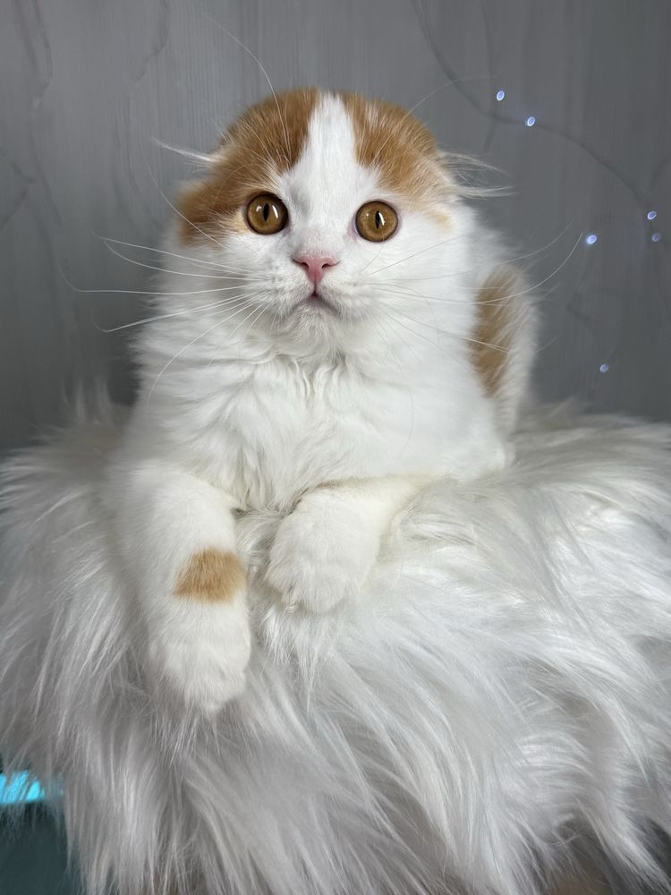 Szkocki zwisłouchy, scottish fold