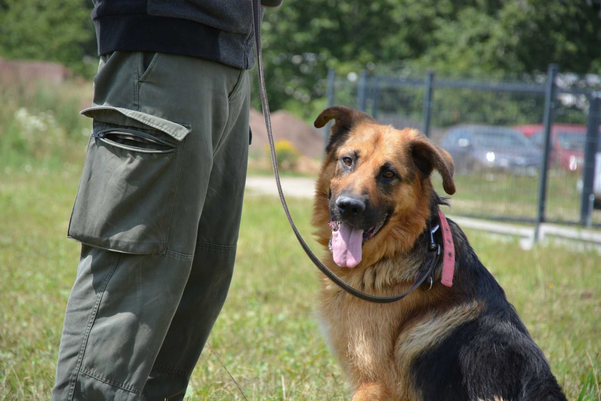 Remus kochany psiak jak owczarek niemiecki ADOPCJA