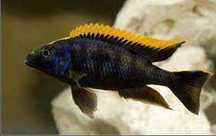 GB MALAWI pyszczaki  OTOPHARYNX Black Orange