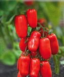 Zestaw San Marzano + Lima  pomidor na przetwory nasiona