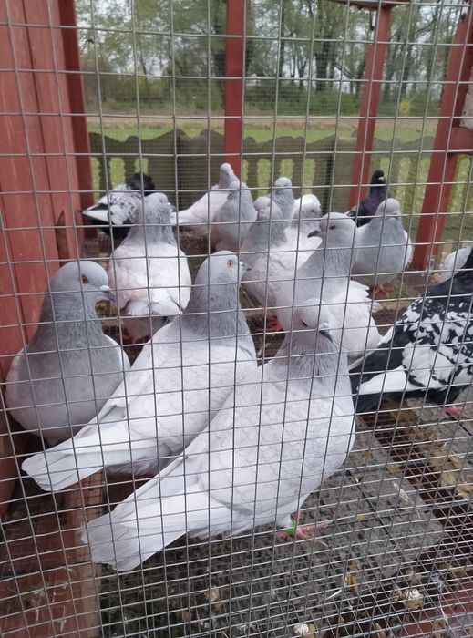 Gołębie Rysie srebrne