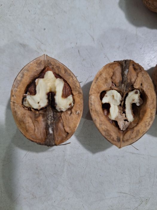 Грецький горіх врожай 2025 р